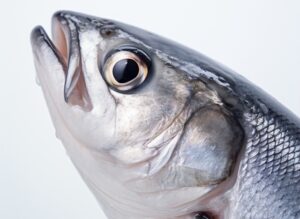 морепродукты рыба китай