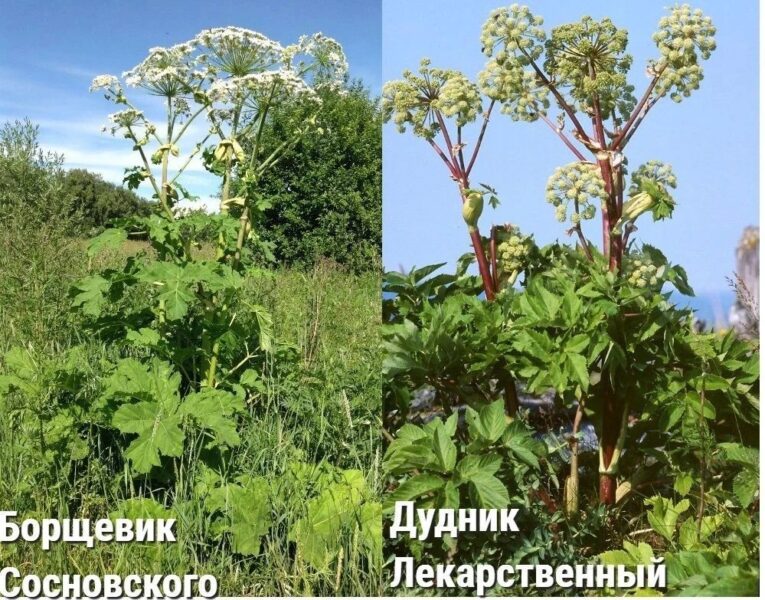 Жителей Хабаровского края встревожил «борщевик»