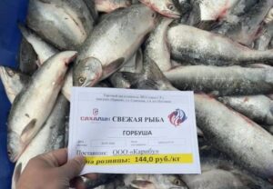 На Сахалине стартовали продажи свежей горбуши по 140 рублей