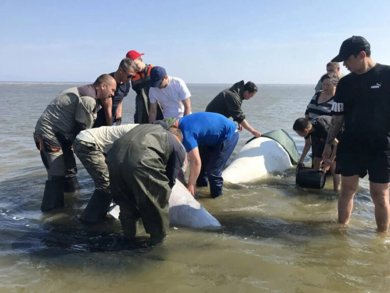 Попавших на мель белух спасли в Хабаровском крае