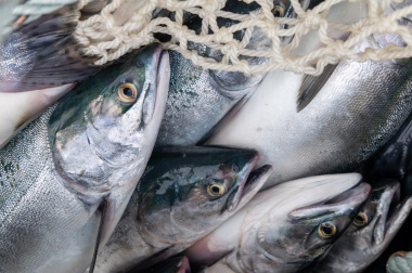 «Чукотопторг» обновит рыбоперерабатывающий завод на Чукотке